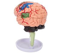 Modèle Anatomique du Cerveau en 4D, modèle de Cerveau Humain, modèle de Cerveau en Vinyle à Structure Transparente, avec Socle et Manuel d’Utilisation pour l’Apprentissage et