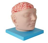 Modèle anatomique du cerveau humain - 9 pièces détachables pour étude et enseignement en classe de sciences