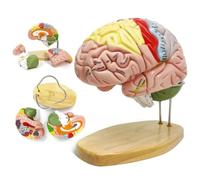 Modèle Anatomique du Cerveau Humain agrandi 2X, modèle d'enseignement du Cortex cérébral en 4 Parties codées par Couleur et étiquetées pour Apprentissage et Exposition