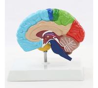 Modèle Anatomique du Cerveau Humain de l'hémisphère Droit, 1: 1, Zone Fonctionnelle de l'hémisphère Droit, modèle d'anatomie du Cerveau Humain, enseignement médical coloré