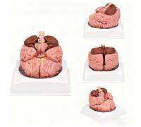 Modèle anatomique du cerveau humain détachable à l'échelle 1:1 avec panneaux numériques pour l'étude | Modèle pédagogique de la structure du cervelet, du thalamus et du tronc cérébral, outil