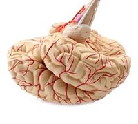 Modèle anatomique du cerveau humain en 9 parties détachables et colorées, avec socle d'exposition, outil pédagogique médical en PVC grandeur nature Humain Amovible des