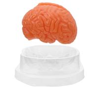 Modèle Anatomique du Cerveau Humain en Pvc Brun