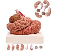 Modèle anatomique du cerveau humain, kit de modèle de cerveau à l'échelle 1:1 avec 9 pièces détachables, une base et 41 étiquettes d'identification pour la recherche scientifique A