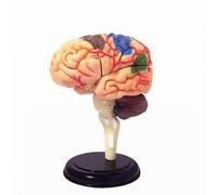 Modèle Anatomique du Cerveau Humain | Modèle Cerveau, Détaillé, pr Laboratoire, Enseignan, Écoles