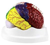Modèle Anatomique du Cerveau Humain Modèle d'anatomie structurelle du Cerveau démonté pour Le modèle d'enseignement de l'étude (Taille: 20x20x15cm) (Taille: 20 x 20 x 15cm) (20 x 20 x