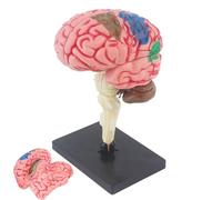 Modèle anatomique du cerveau humain - Modèle de cerveau pour psychologie, modèle d'enseignement de l'anatomie avec base d'exposition | Projets éducatifs Cerveau avec artères à code couleur
