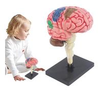 Modèle anatomique du cerveau - Modèle cérébral 'classe de sciences, modèle détaillé d'anatomie du cerveau | Modèle anatomique du cerveau humain avec des artères, modèle anatomique du cerveau