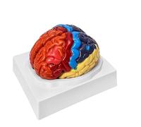 Modèle Anatomique Du Cerveau&Nbsp;: Anatomie Du Cerveau Humain, En 2 Parties, Avec Code Couleur, Modèle Régional Pour L’Enseignement, Salle De Classe D’Enseignement Médical A
