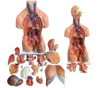 Modèle anatomique du corps humain avec 23 pièces amovibles pour l'éducation médicale et l'étude des sciences