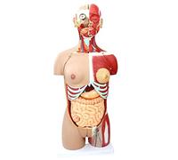 Modèle Anatomique du Corps Humain de 85 cm, Muscle viscéral, Torse, spécimen d'organe pour l'enseignement, 29 pièces détachables