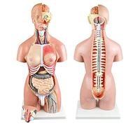 Modèle Anatomique du Corps Humain du Torse pour l'apprentissage de l'apprentissage 28 cm/45 cm/55 cm de Haut modèle d'an