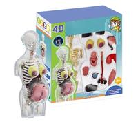 Modèle Anatomique du Corps Humain - Outils d'Étude sur la Grossesse - Kit d'Anatomie Réaliste avec Pièces Amovibles, Figurine Articulée, Outil Éducatif pour et Élèves