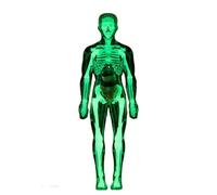 Modèle anatomique du corps humain transparent avec organes amovibles pour démonstrations en salle de classe Affichage des organes internes