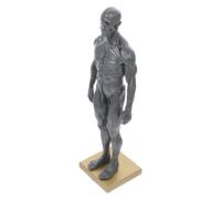 Modèle Anatomique du Corps Masculin Mini en Résine, Demi-muscle | Étudiants et Enseignants, Présentation de Bureau, Détails Précis des Tendons, Usage en École de Médecine Couleur Aléatoire