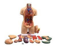 Modèle anatomique du corps torse humain unisexe de 55 cm, organes internes médicaux anatomiques for l'enseignement, 19 pièces détachables