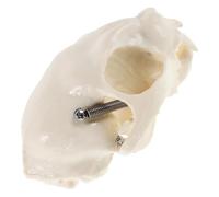 Modèle Anatomique du Crâne de Chat Réaliste en Pvc, Beige | Démonstrations en t Création Artistique, Format Portable, Guide Complet Inclus, Détail Soigné