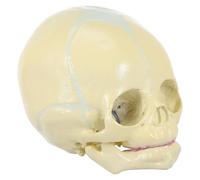 Modèle Anatomique du Crâne de Fœtus en Pvc Beige, Réaliste
