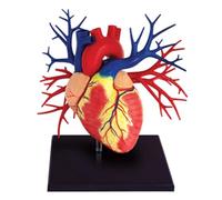 Modèle anatomique du cœur à l'échelle 1:1 avec 20 pièces amovibles, modèle viscéral en coupe sagittale, outil de formation médicale détaillé Humain Amovible des