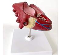 Modèle anatomique du cœur canin - Outil pédagogique vétérinaire for l'étude de l'anatomie du chien