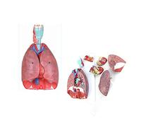 Modèle Anatomique du cœur et des poumons du Larynx Humain Amovible 7 Parties Anatomie médicale de la Poitrine/de la gorg