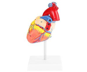 Modèle Anatomique du Cœur Humain,Akozon 2 Parties 34 Pièces 1:1 Modèle de Coeur Anatomie Humain en PVC pour Science En oeur anatomique D'enseignement
