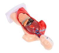 Modèle Anatomique du Cœur Humain Démontable, PVC | Enseignement Médical, Identification Facile des Éléments, pour Professeurs de Sciences, Débutants, Formation