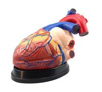 Modèle anatomique du cœur humain détachable et grossi x4 pour l'étude de la cardiologie | Modèle de cœur réaliste amovible en 3 parties, comprenant une base pour la communication médecin-patient