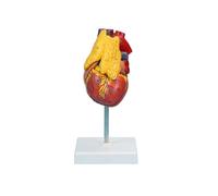 Modèle anatomique du cœur humain en 3 parties détachables avec thymus et signes digitaux | Taille réelle 1:1 | Outil pédagogique réaliste 4D comprenant une base, du PVC et une texture transparente