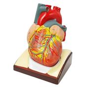 Modèle anatomique du cœur humain grandeur nature avec péricarde détachable en 2 parties. Modèle 3D du cœur en deux parties for l'étude de la cardiologie. Humain Amovible des