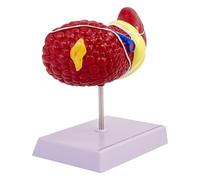 Modèle anatomique du foie - Affichage coloré des organes médicaux, figurine d'anatomie humaine | Accessoire éducatif moyen avec caractéristiques distinctes, ressource de santé pour cours d'étudiants