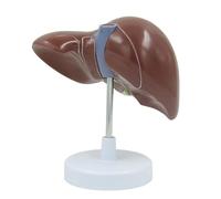 Modèle anatomique du foie humain grandeur nature (échelle 1:1) avec lobes, vaisseaux et vésicule biliaire, destiné à l'enseignement de l'anatomie médicale. Humain Amovible des