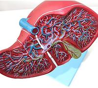 Modèle Anatomique du Foie - Modèle d'anatomie du Foie Humain - Hépatobiliaire Structure du Canal kystique modèle modèle de système digestif Modèles éducatifs