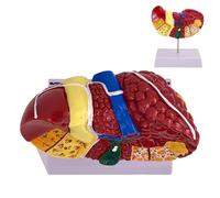Modèle anatomique du foie - Modèle éducatif pour la pathologie hépatique humaine avec structures détaillées, vésicule biliaire et système biliaire | Idéal pour les démonstrations en classe, la