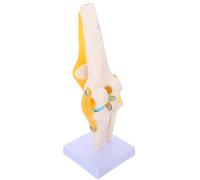 Modèle Anatomique du Genou Humain Taille Réelle, PVC Flexible | Démonstration D’amplitude Articulaire, Révèle la Rotule, pour Usage Médical et Enseignement