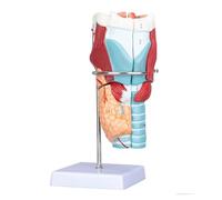 Modèle anatomique du larynx humain agrandi (2X) avec 34 repères numérotés, modèle de gorge détachable en 5 parties sur base amovible Humain Amovible des(30cm)