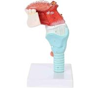 Modèle anatomique du larynx humain avec dent et langue, tête illustrant l'anatomie de la gorge, organe thyroïdien, ceinture laryngée et langue, destiné à l'enseignement médical