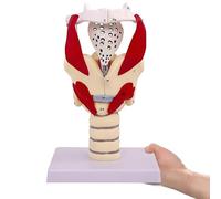 Modèle Anatomique Du Larynx Humain, Démonstration Fonctionnelle Du Larynx Du Pharynx Agrandie 3X, Avec 24 Marqueurs Numériques, Modèle De Gorge Humaine Grandeur Nature, Pour L'éducation Médicale