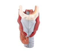 Modèle anatomique du larynx humain grossi 2x, composé de 5 parties amovibles et doté d'étiquettes numériques for l'enseignement médical. Humain Amovible des