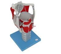 Modèle Anatomique du Larynx Humain Grossissement de la Structure et de la Fonction du Larynx Humain sur Le modèle d'ass