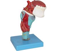 Modèle anatomique du larynx humain Modèle anatomique en 5 parties du larynx avec langue et dents (avec affichage numérique)