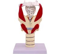 Modèle anatomique du larynx humain, modèle précis et élargi du pharynx de la gorge, renforce la structure du cou et la fonction de la médecine, for les affichages d'instructions en classe.
