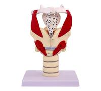 Modèle Anatomique du Larynx Humain Structure du Larynx Modèle Anatomique Modèle de simulateur d'articulation du Larynx Humain agrandi 3X 24 repères anatomiques for la Formation pédagogique