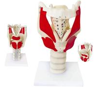 Modèle anatomique du larynx - Modèle anatomique fonctionnel 3X pour une utilisation éducative, renforce la structure et la fonction du cou en médecine humaine