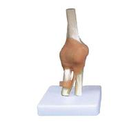 Modèle anatomique du ligament collatéral du coude en PVC | modèle d'anatomie humaine détaillé, anatomie du corps humain pour l'étude