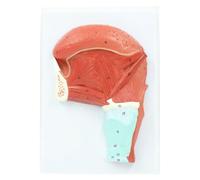 Modèle Anatomique du Muscle de la Langue Humaine avec Logo numérique. Modèle de démonstration de l'anatomie du Muscle de la Langue. Enseignement.