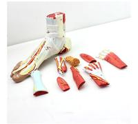 Modèle Anatomique du Muscle du Pied en 9 Parties Modèle Anatomique du Pied Humain Muscles détachables et modèle Anatomique Plantaire neurovasculaire Squelette du Pied avec ligaments Muscles