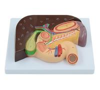 Modèle anatomique du pancréas humain, du foie, du duodénum | Modèle d'enseignement interne, Modèle de foie, vésicule biliaire et pancréas en PVC