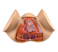 Modèle Anatomique du périnée féminin, modèle de Bassin féminin Grandeur Nature 1 : 1,modèle d'organes reproducteurs féminins,modèle d'anatomie gynécologique pour l'enseignement