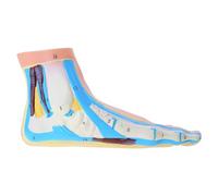 Modèle anatomique du pied comprenant les muscles, les ligaments, le pied humain, le modèle d'anatomie du pied humain, accessoire pédagogique avec signes numériques, crâne, cheville, squelette médical
